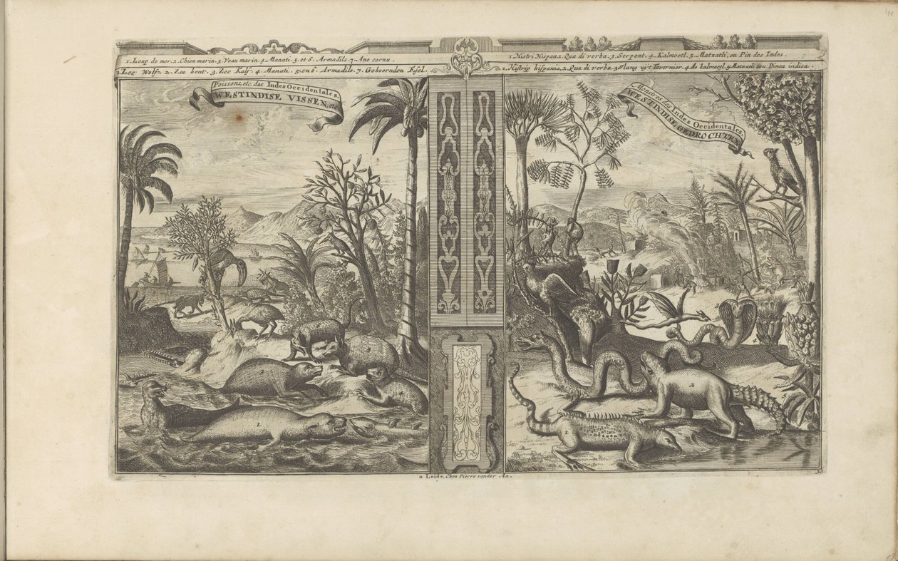 Dieren fra Vest-India Westindische Vissen, etc / Fishes, etc of the West Indies // Westindische Gedrochten / Monsters of the West Indies (tittel på objekt) Øst- og Vestindia og andre steder (serietittel) av Romeyn de Hooghe