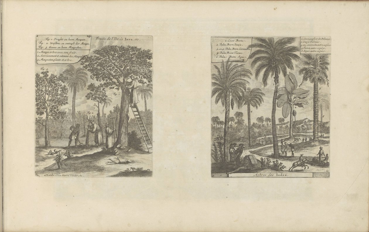 Landschappen met mangobomen, kokos- en palmbomen Frukter av øya Java, etc / Trees of India (tittel på objekt) Øst- og Vestindia og andre steder (serietittel) av Romeyn de Hooghe