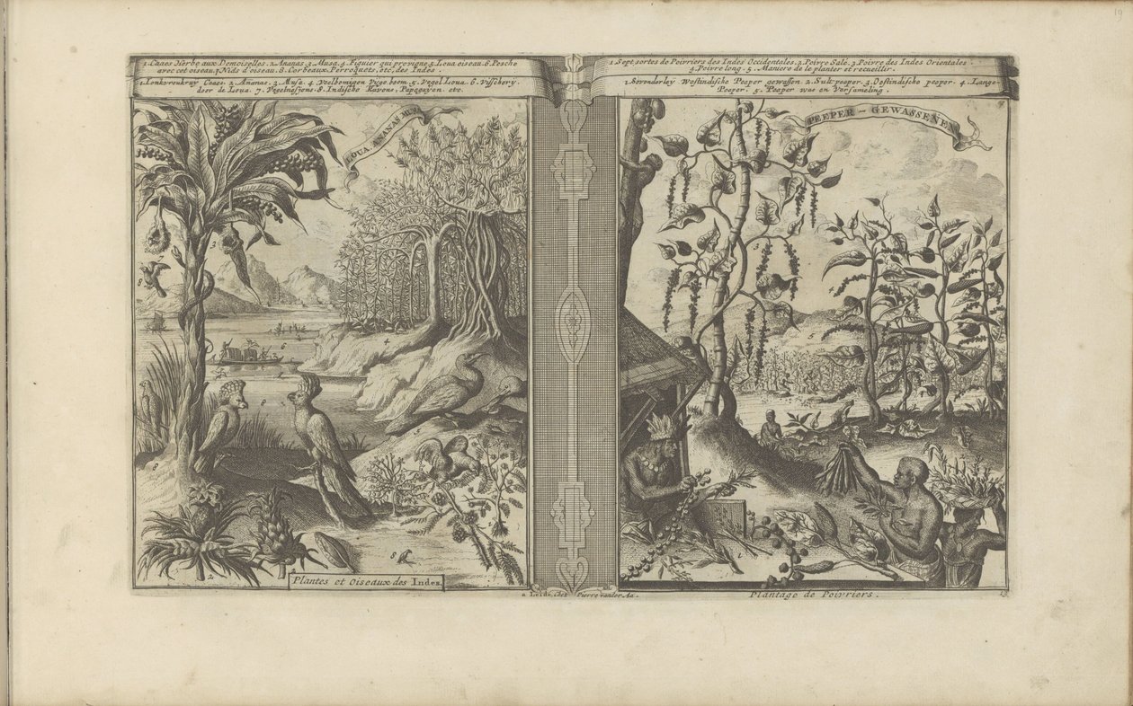 Planten, vogels og pepervelden Loua, Pineapple Musa / Plants and Birds of the Indies // Peeper-Gewassen / Pepper Plantation (tittel på objekt) Øst- og Vestindia og andre steder (serietittel) av Romeyn de Hooghe