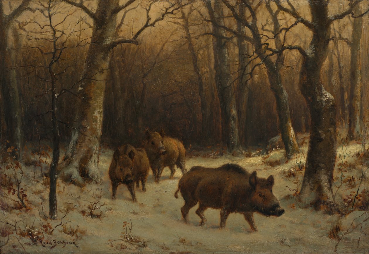 Villsvin i snøen, ca. 1872-1877. av Rosa Bonheur