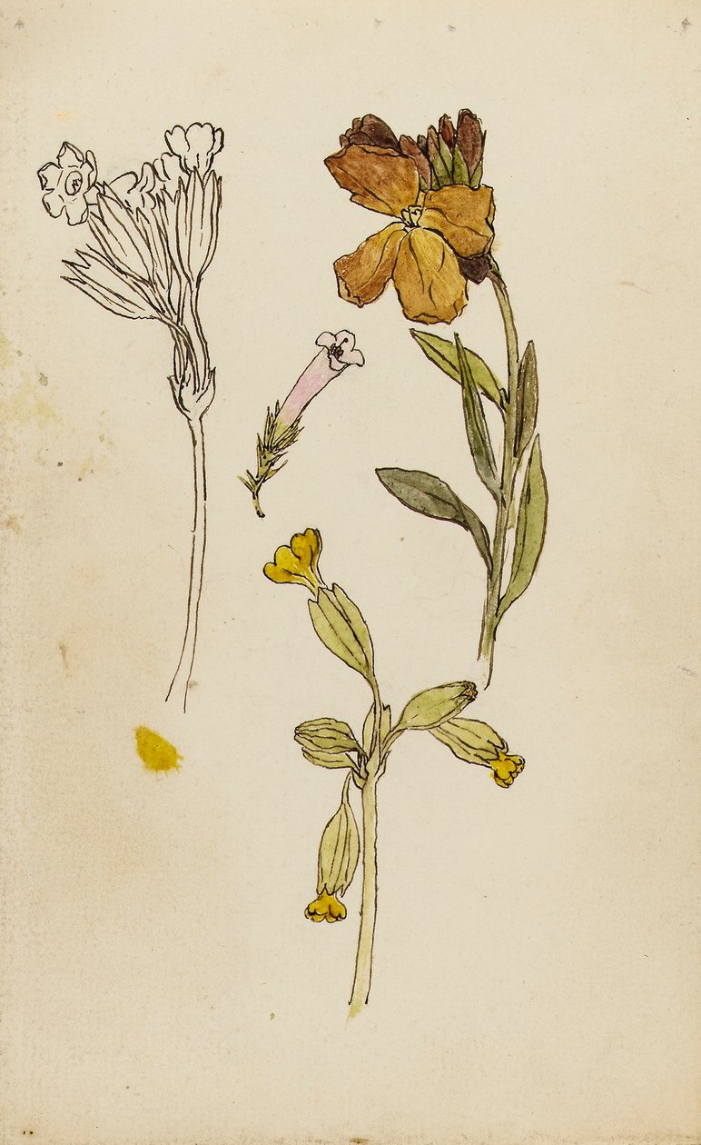  av Rosa Brett