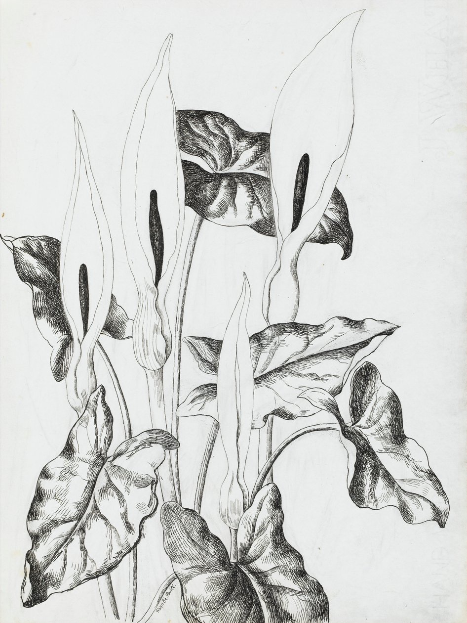Arumliljer av Rosalie Brill
