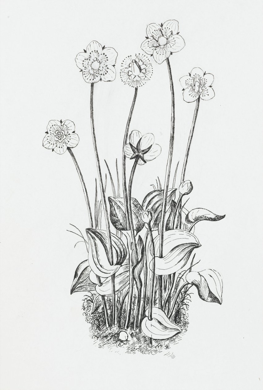 Plantestudie av Rosalie Brill