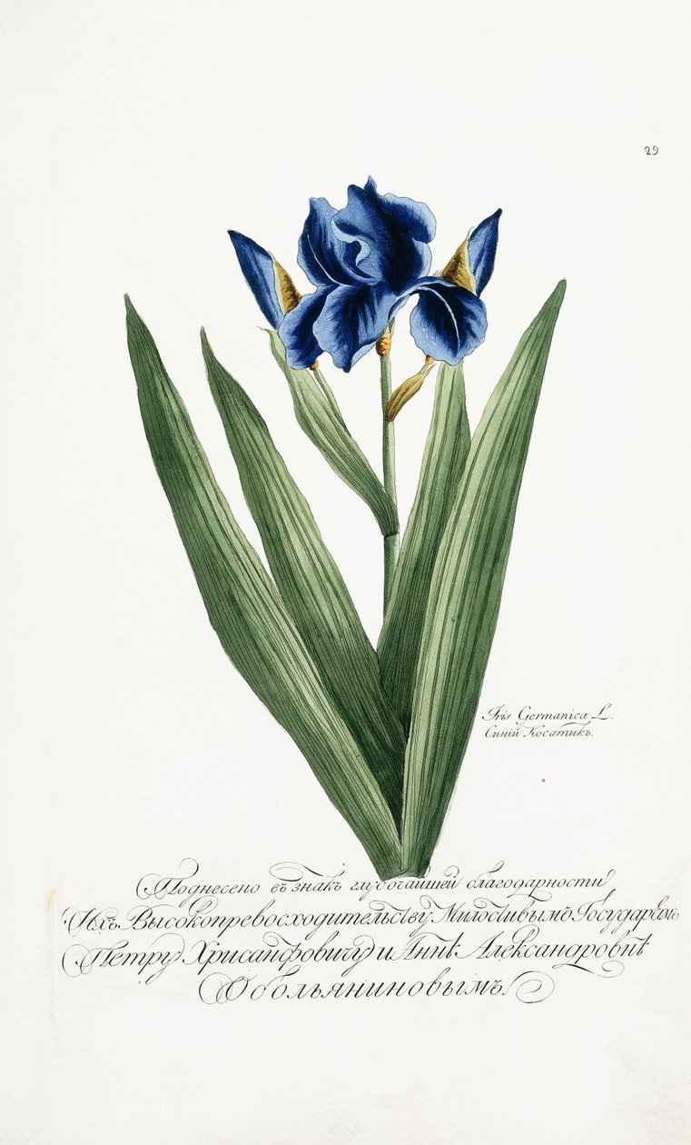 Iris Germanicus, 1797-1803 av Russian School
