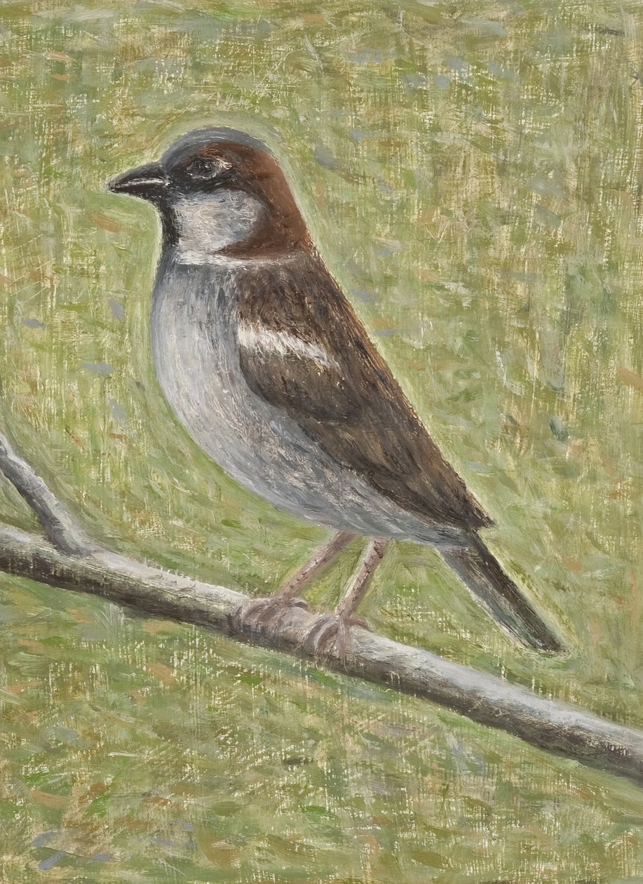 Husspurv, 2008 (olje på tre) av Ruth Addinall