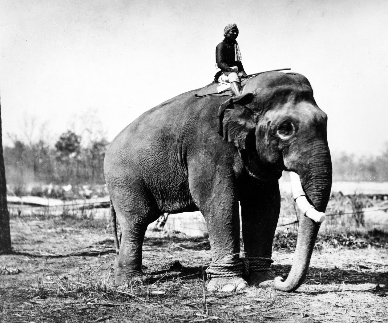 Jung Pershad, Maharaja Sir Jang Bahadurs største kampelefant, 1876 av S. and Shepherd, C. Bourne