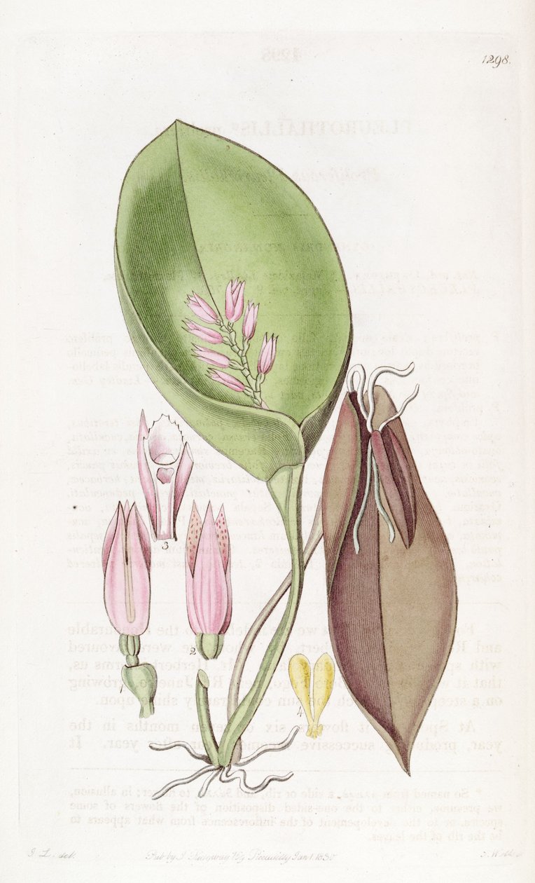 Acianthera prolifera (som syn. Pleurothallis prolifera) av S. Watts