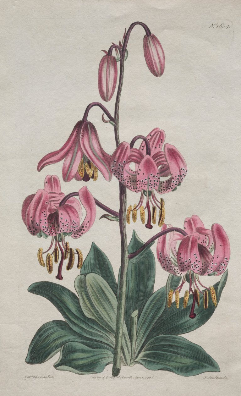 The Botanical Magazine eller Flower Garden vist: glattstilket Martagon, Turk