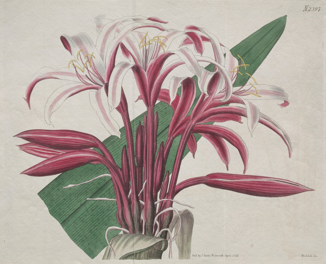 Det botaniske magasinet eller blomsterhagen vist: Staselig Crinum av S. Curtis
