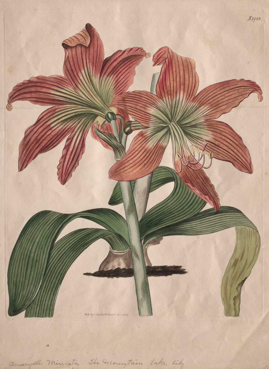 The Botanical Magazine eller Flower Garden vist: The Mountain Lake Lily av S. Curtis