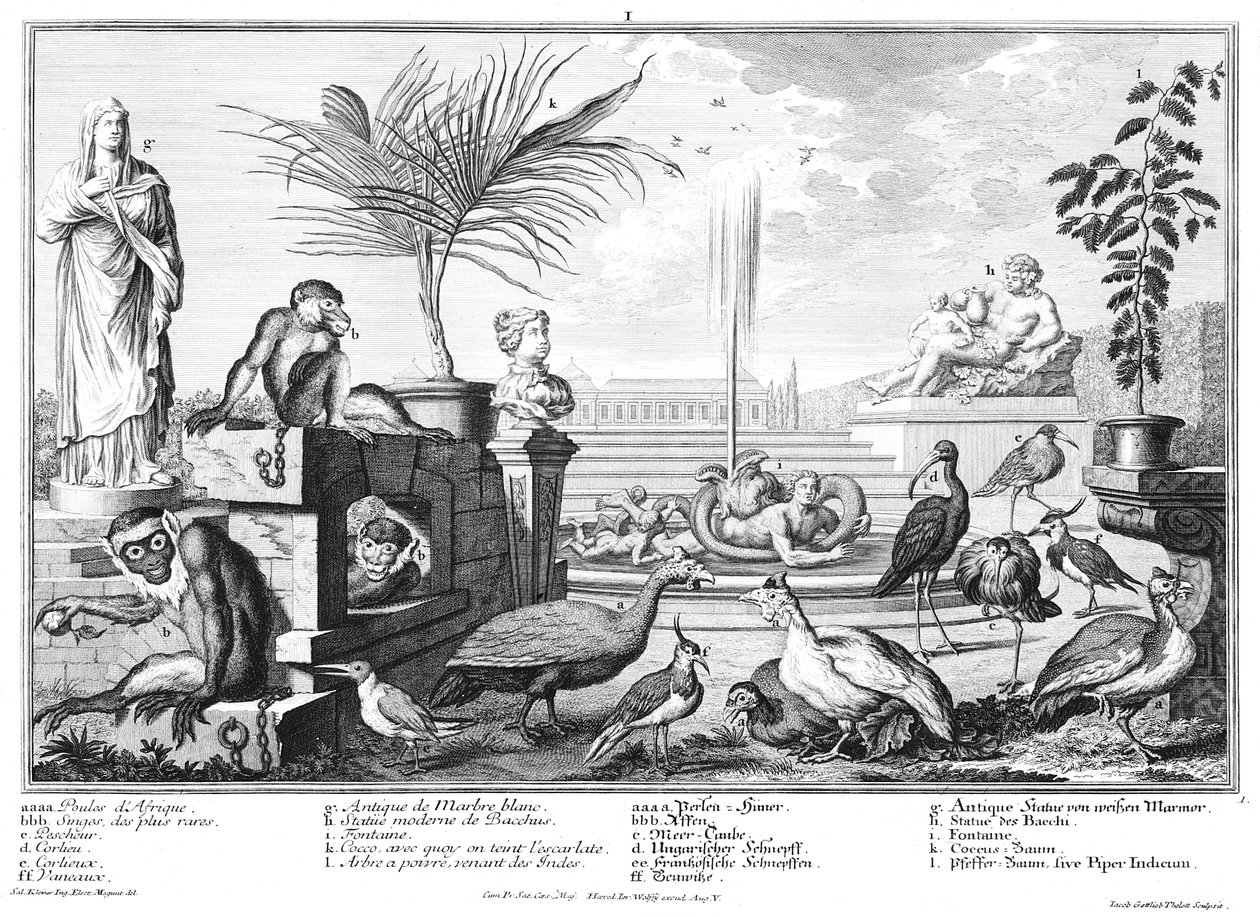 aper, hønsefugler og plovere av Salomon Kleiner
