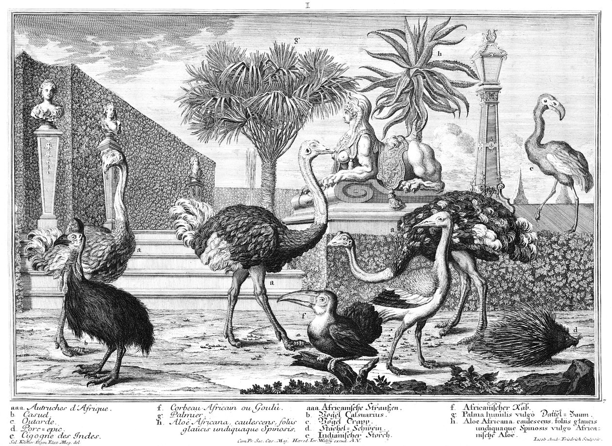 Struts, kasuar, piggsvin av Salomon Kleiner