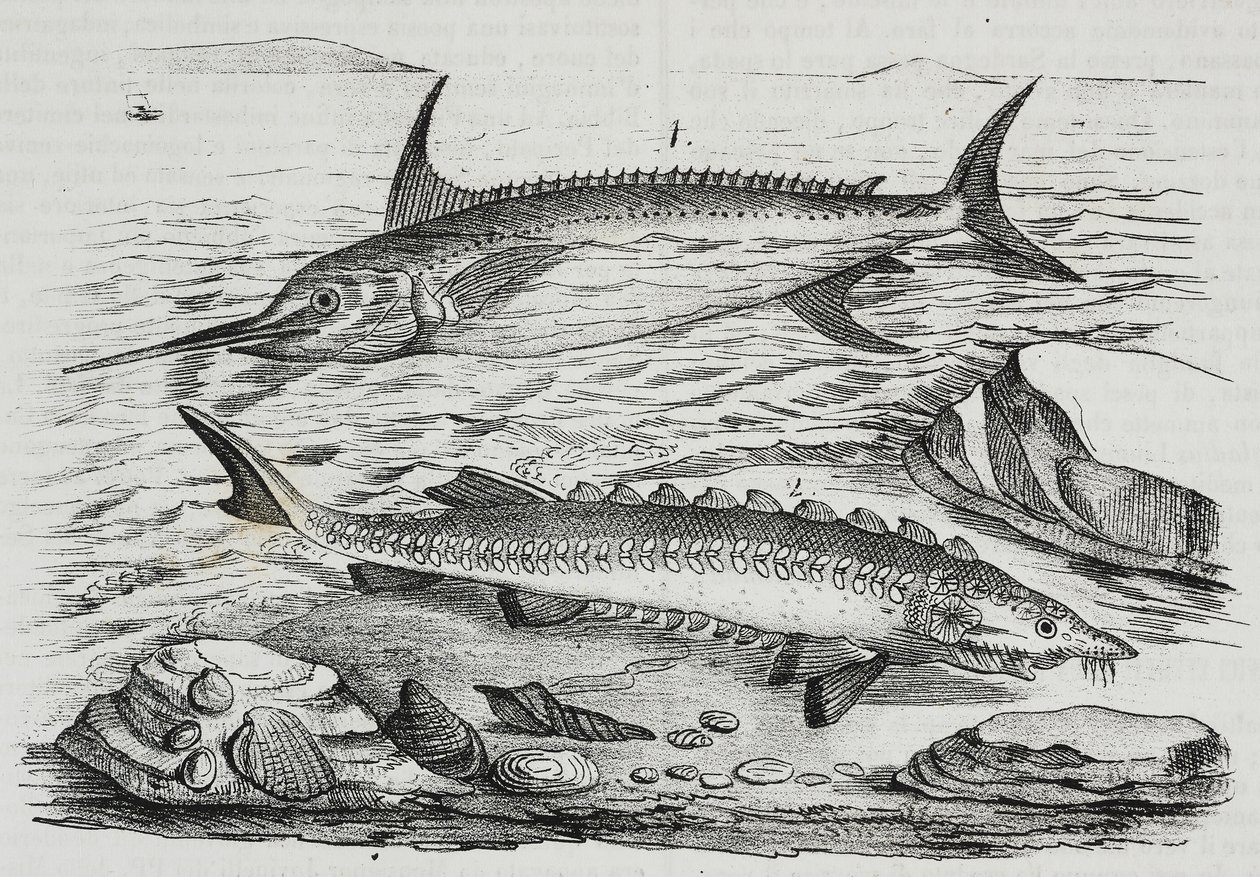 1 sverdfisk (Xiphias gladius), 2 stør (Acipenser sturio), litografi av Salvatore Puglia fra Poliorama Pittoresco, n 10, 16. oktober av Salvatore Puglia
