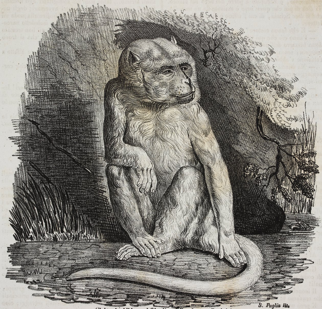 Albino-ape i Jardin des Plantes, Paris botaniske hage, Frankrike, litografi av Salvatore Puglia fra Poliorama Pittoresco, n 23, 14. januar av Salvatore Puglia