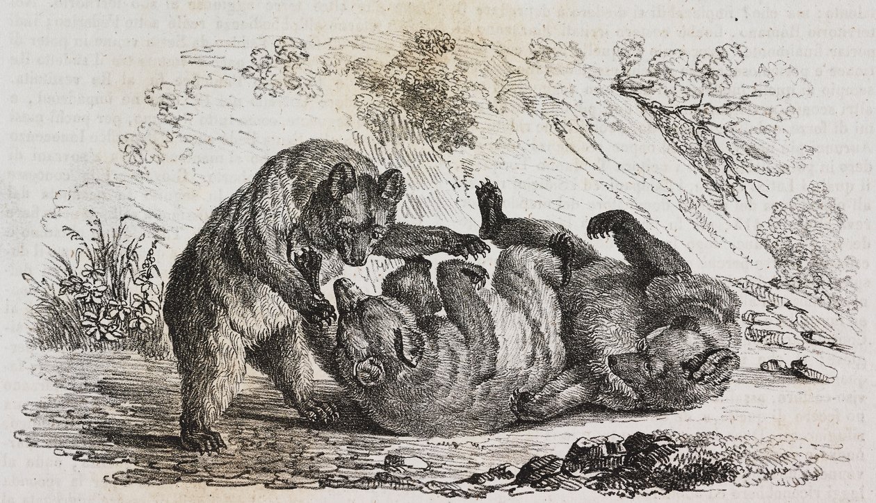 Bears of Asturias, Spania, litografi av Salvatore Puglia fra Poliorama Pittoresco, n 9, 7. oktober av Salvatore Puglia