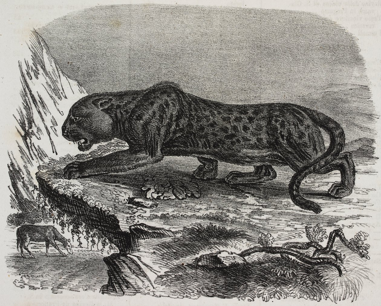 Black Panther i Jardin des Plantes, Paris botaniske hage, Frankrike, litografi av Salvatore Puglia fra Poliorama Pittoresco, n 26, 4. februar av Salvatore Puglia