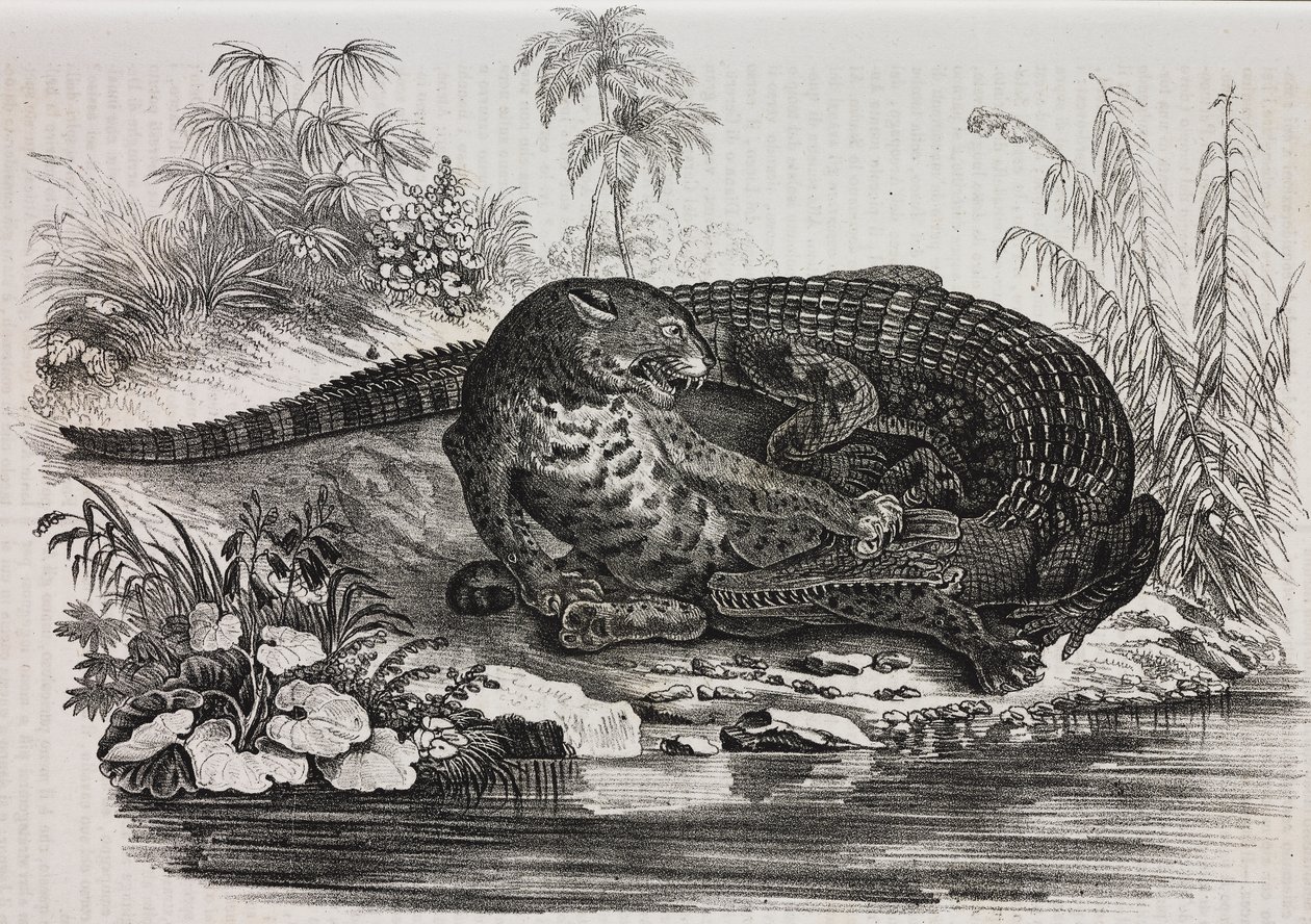 Kaiman og jaguar, litografi av Salvatore Puglia fra Poliorama Pittoresco, n 16, 25. november av Salvatore Puglia