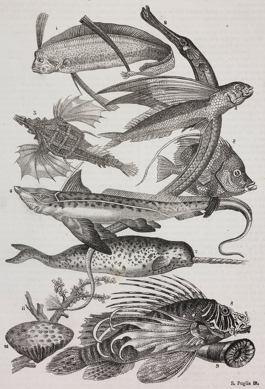 Havskapninger: 1 Dattiloftera, 2 Syngnathus, 3 Pegasus, 4 Trachypterus, 5 Chaetodon, 6 kaninfisk, 7 enhjørninger (narhval), 8 flygende pteroider, 9 Attinia av Salvatore Puglia
