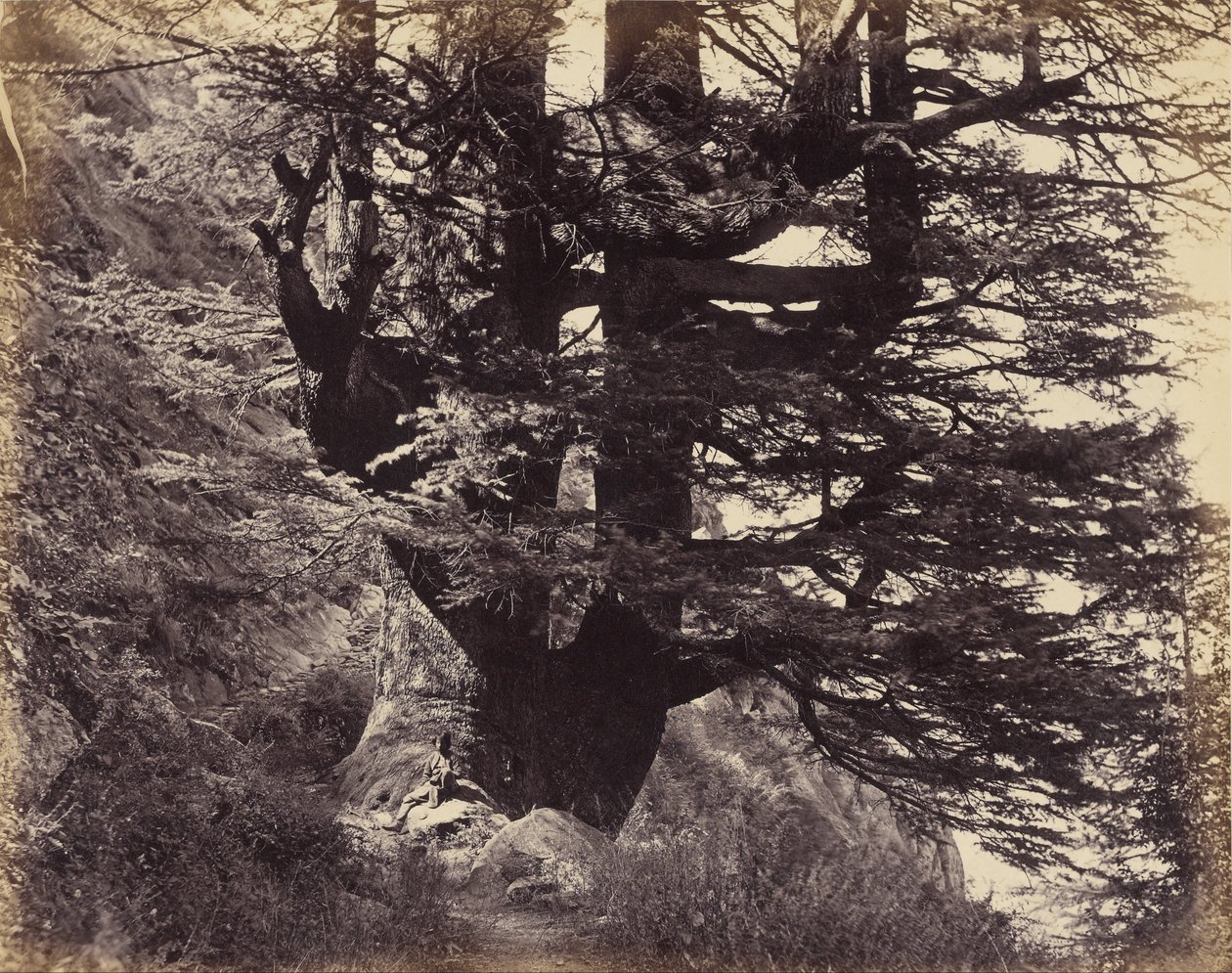 (Simla- Great Deodar, 42 fot i omkrets) av Samuel Bourne