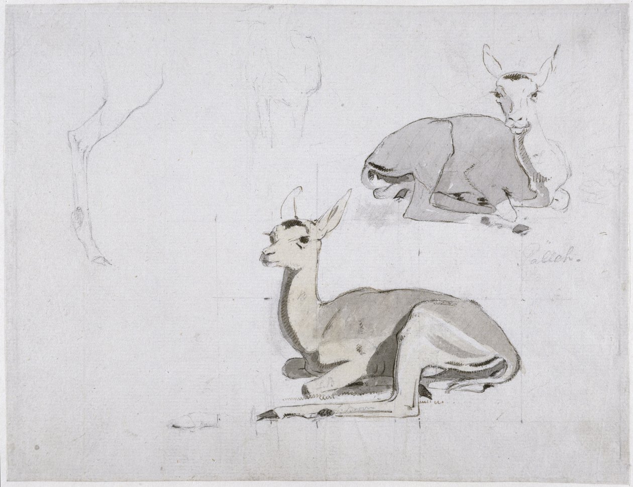Studier av unge Pallah Deer Resting, ca. 1802 (wc og grafitt på papir) av Samuel Daniell