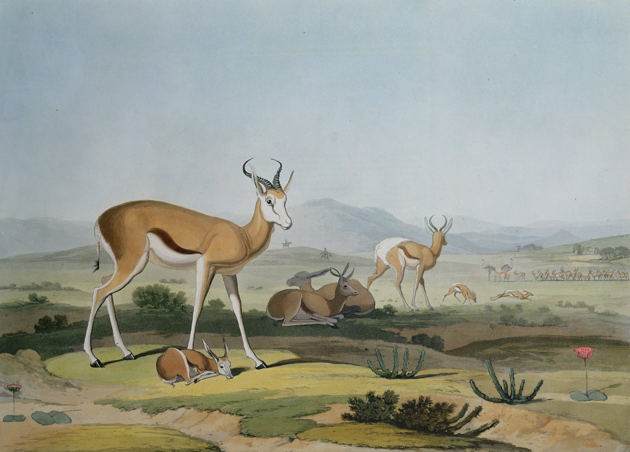 Spring-Bok eller Leaping Antilope, plate 18 fra 'African Scenery and Animals', gravert av kunstneren, 1805 (farget akvatint) av Samuel Daniell