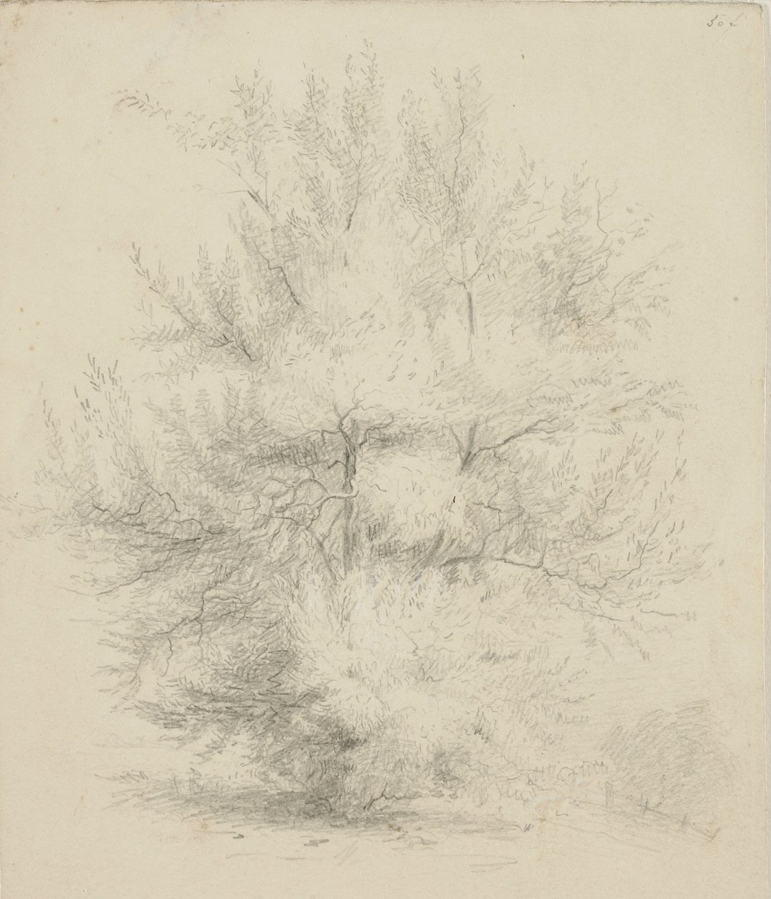 Tegning av et tre av Samuel Finley Breese Morse