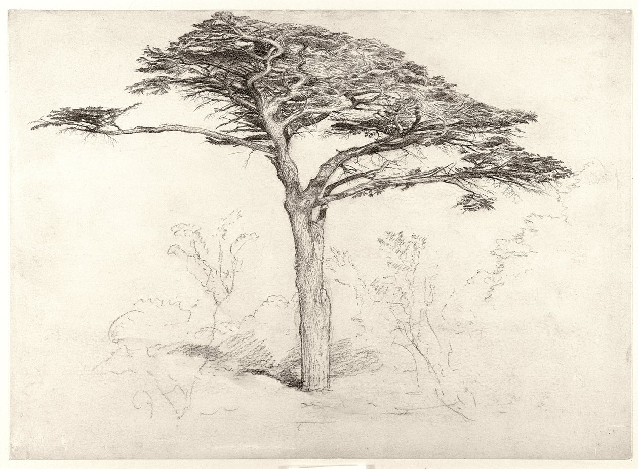 Gammelt sedertre i botanisk hage, Chelsea, 1854 av Samuel Palmer