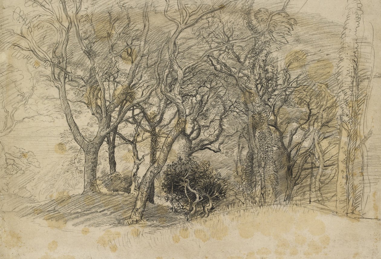 Study of Trees, Clovelly Park, 1834 (svart kritt på blekt gråaktig papir) av Samuel Palmer