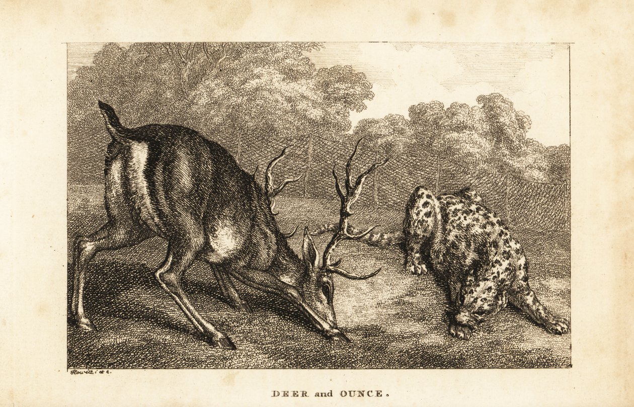 Møte mellom en hjort, Cervus elaphus, og en snøleopard, Panthera uncia av Samuel (after) Howitt