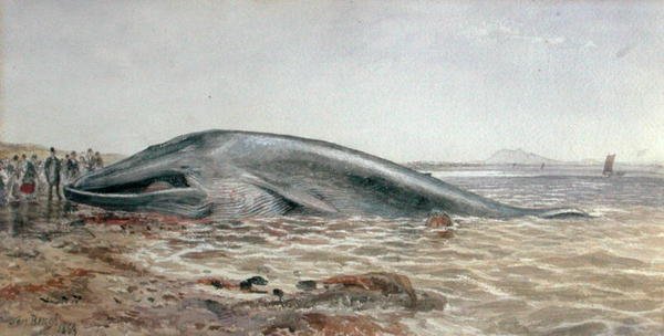 Aberlady Whale, Longriddy Bay av Samuel Bough