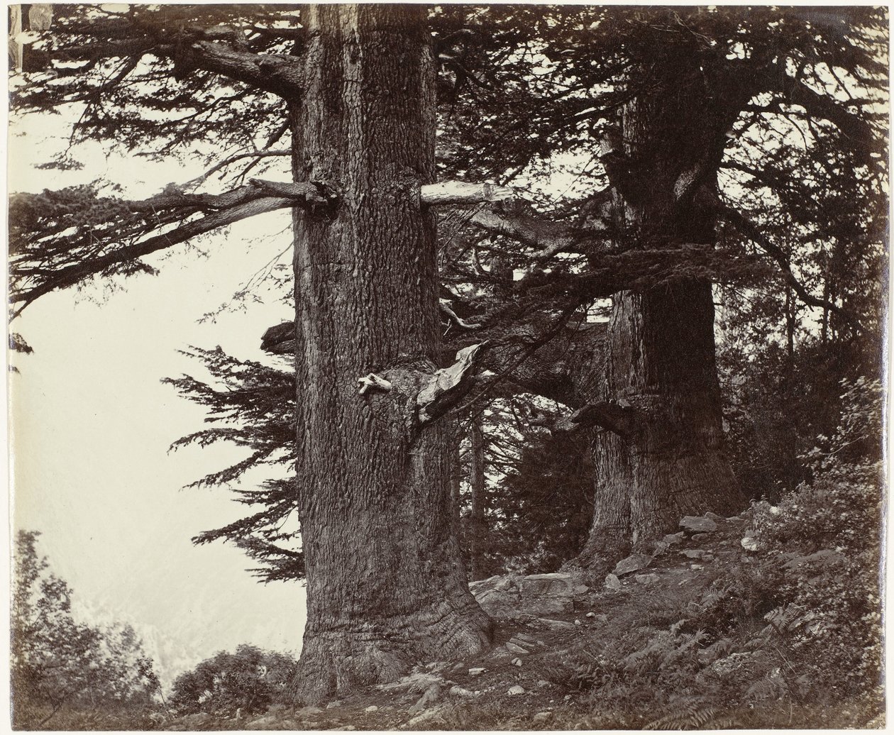 Twee cederbomen, Himachal Pradesh Deoddars 35 fot og 37 fot i omkrets (original tittel) av Samuel Bourne (attributed to)