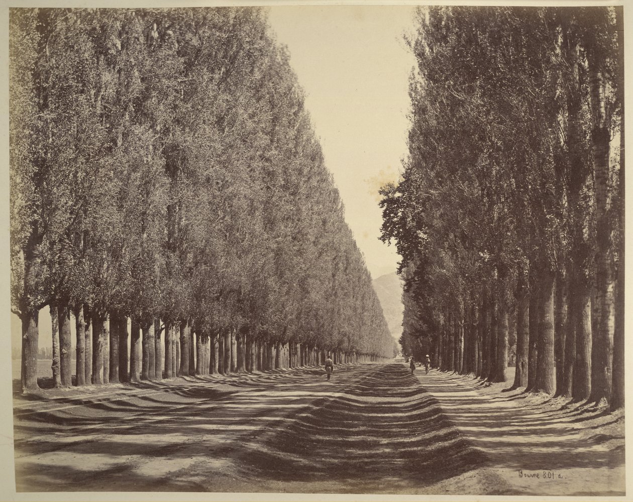 A Road Lined with Poplars, Kashmir   1352360   no       norwegian Successfully Translated  Original: At Close Quarters with the Buffalo, illustration from The Romance of Canada (colour litho) Translat: At Close Quarters with the Buffalo, illustration from  av Samuel Bourne