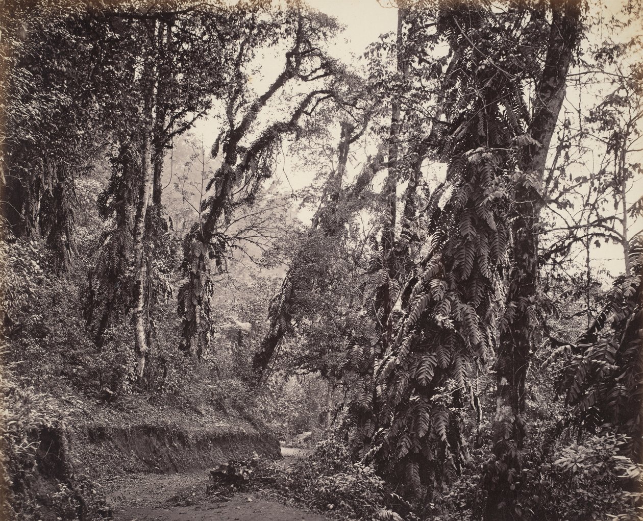 Darjeeling, Forest Scene with Creepers, med Tukvar Road av Samuel Bourne
