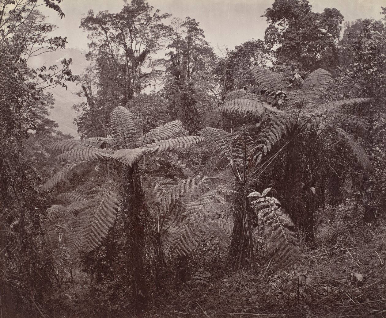 Darjeeling, gruppe trebregner på Lebong av Samuel Bourne