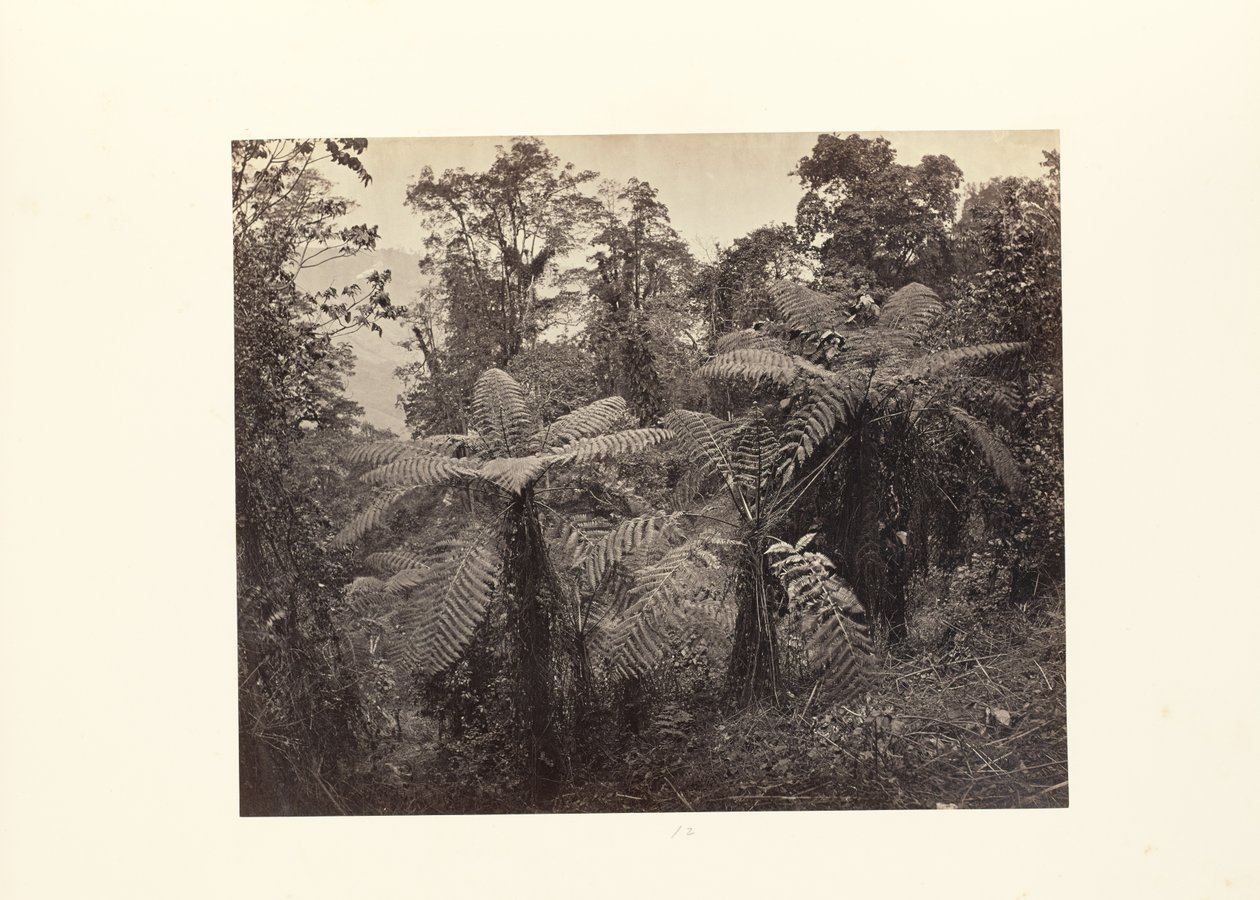  av Samuel Bourne