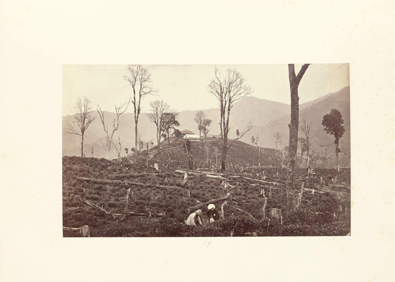 Darjeeling; Utsikt over Selim-teplantasjen med den øvre fabrikken og bungalowen av Samuel Bourne