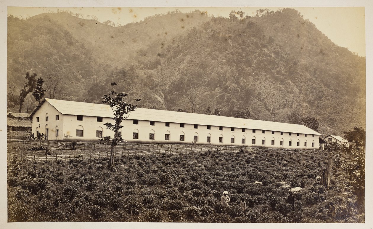 Selim Tea Estate, Darjeeling, den nye fabrikken, lavere divisjon,  fra 
