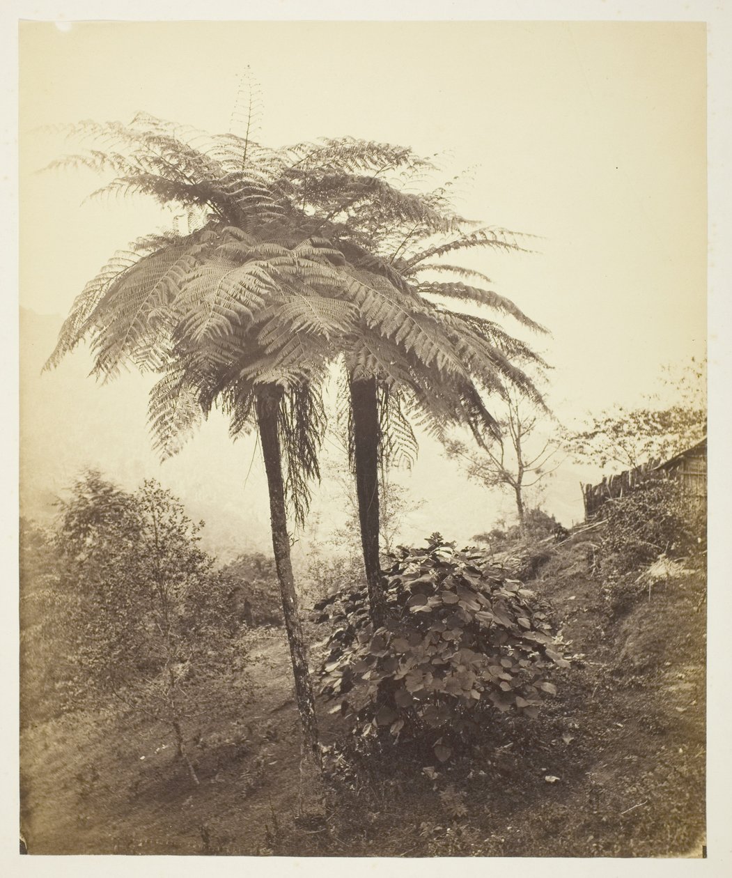 The Tree Fern, Prisfoto av Samuel Bourne