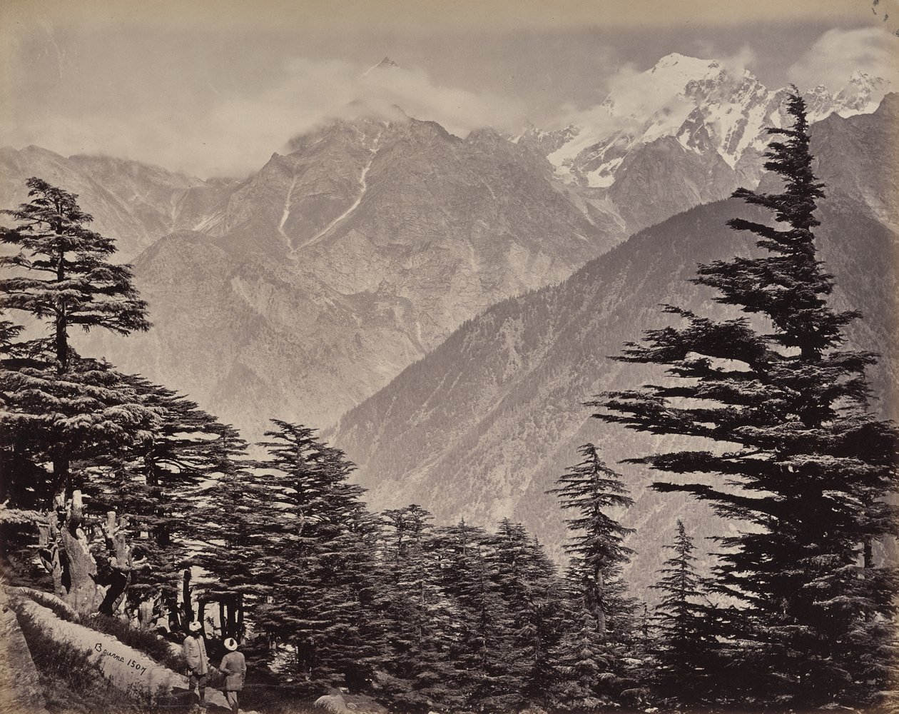 Øvre Himalaya. Utsikt nær China Mountains. Himalayasedre i forgrunnen av Samuel Bourne