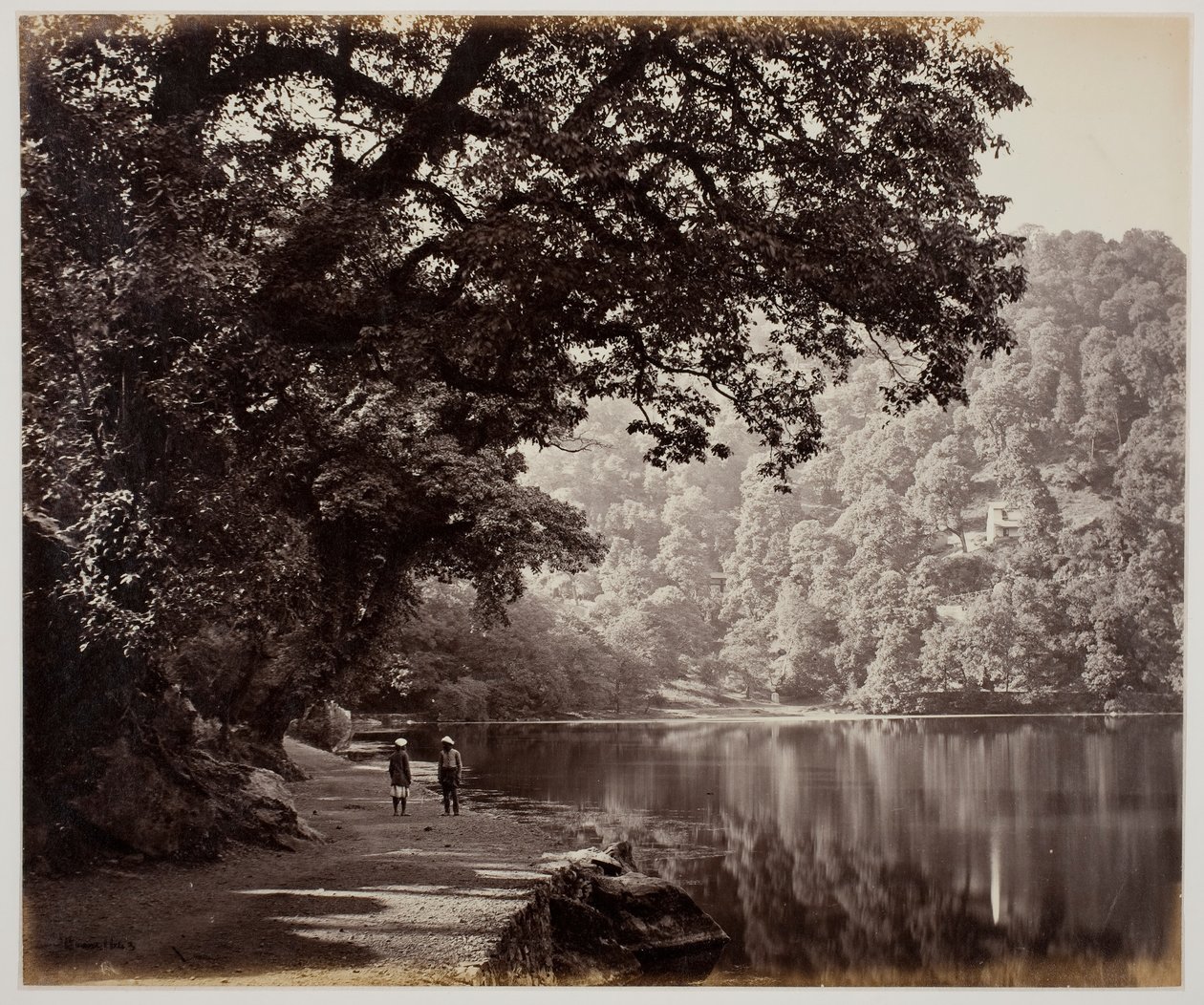 Uten tittel [trær nær vann, India], 1870-tallet. av Samuel Bourne
