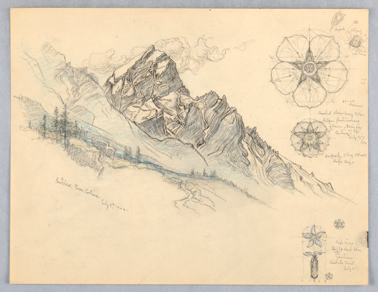 Antelao, fra Cortina, med studier av blomster av Samuel Colman