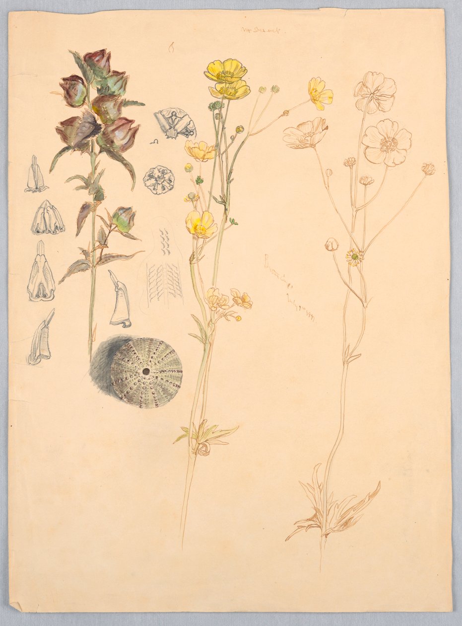 Smørblomster, Mt. Desert av Samuel Colman