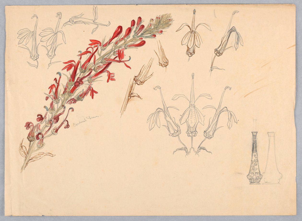 Kardinalblomst av Samuel Colman