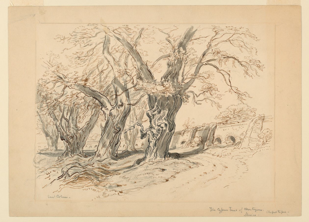 Tegning, studie for Cypress Trees of Montezuma, Park of Chapultepec, Mexico av Samuel Colman