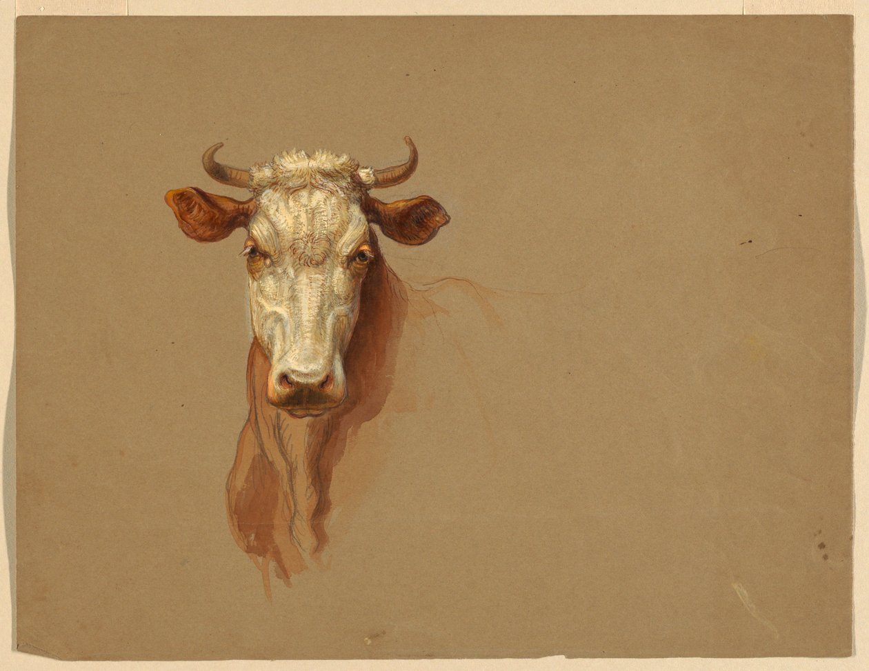 Tegning, to studier. Kveg, 1876 av Samuel Colman