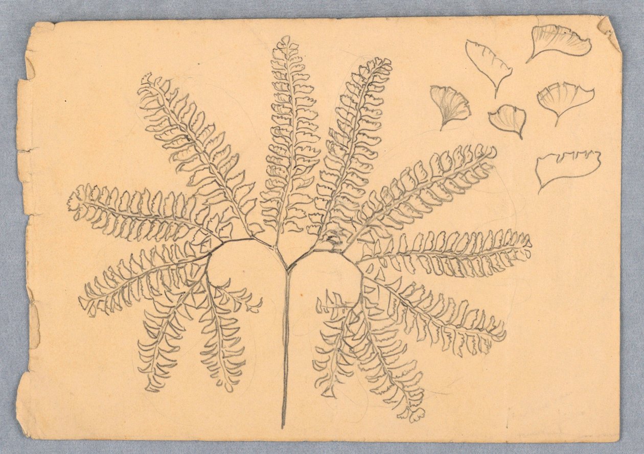 Maidenhair Fern av Samuel Colman