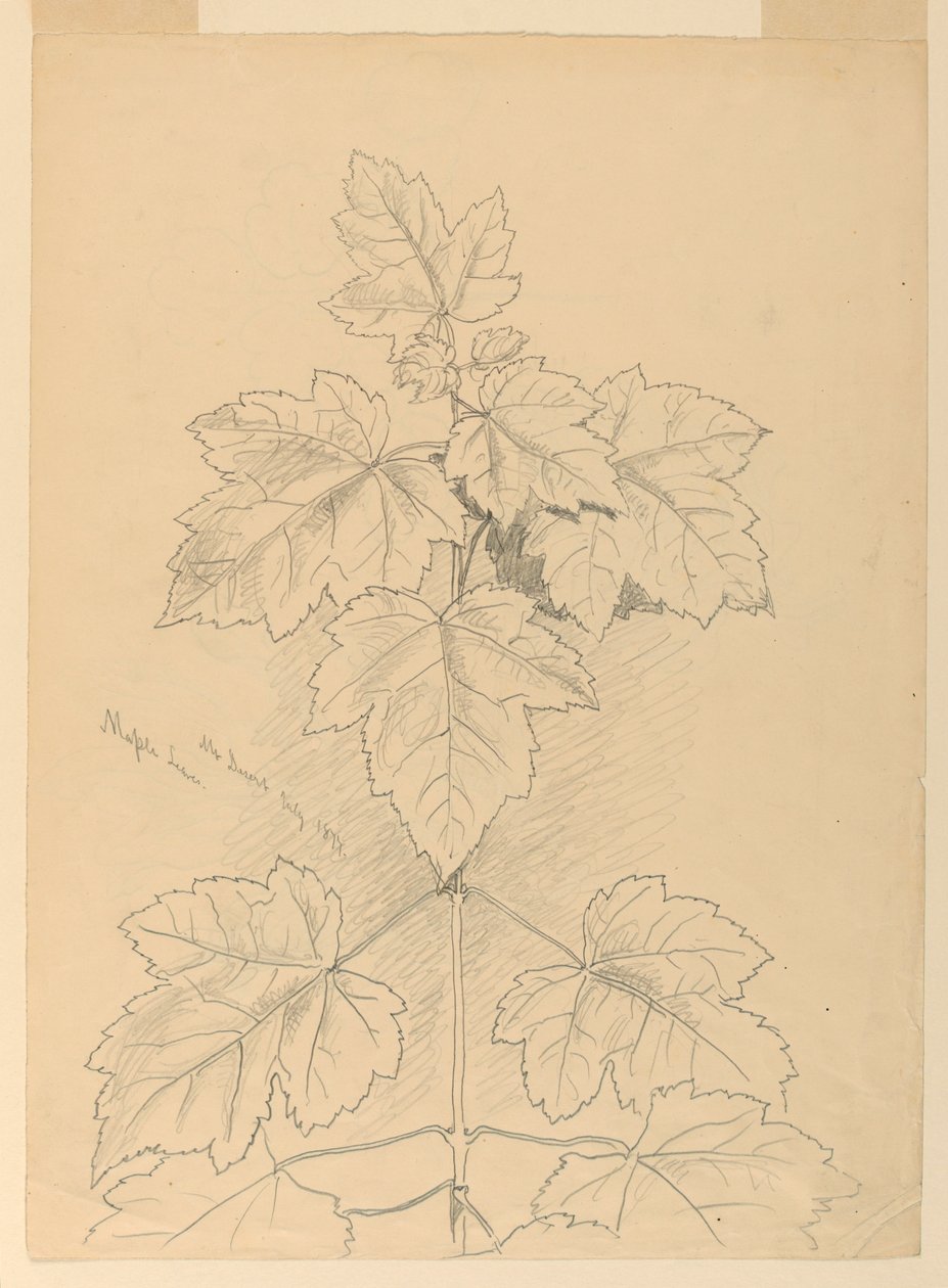 Maple Leaves, Mt. Desert av Samuel Colman