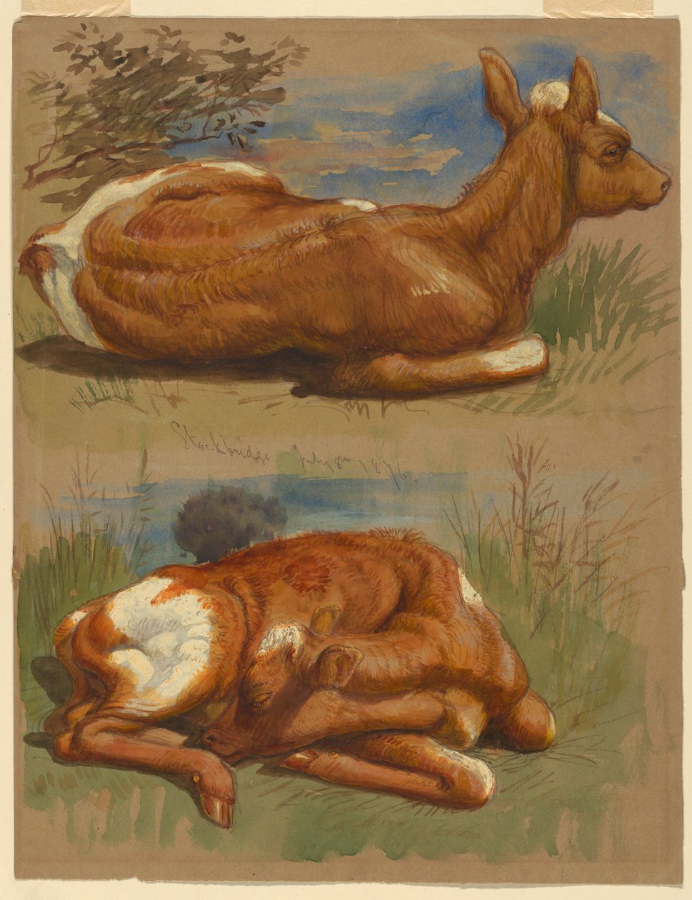 Studier av kalver, Stockbridge av Samuel Colman