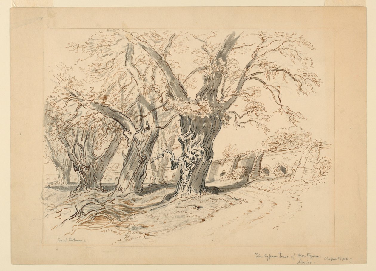 Studie for Cypress Trees of Montezuma, Park of Chapultepec, Mexico av Samuel Colman