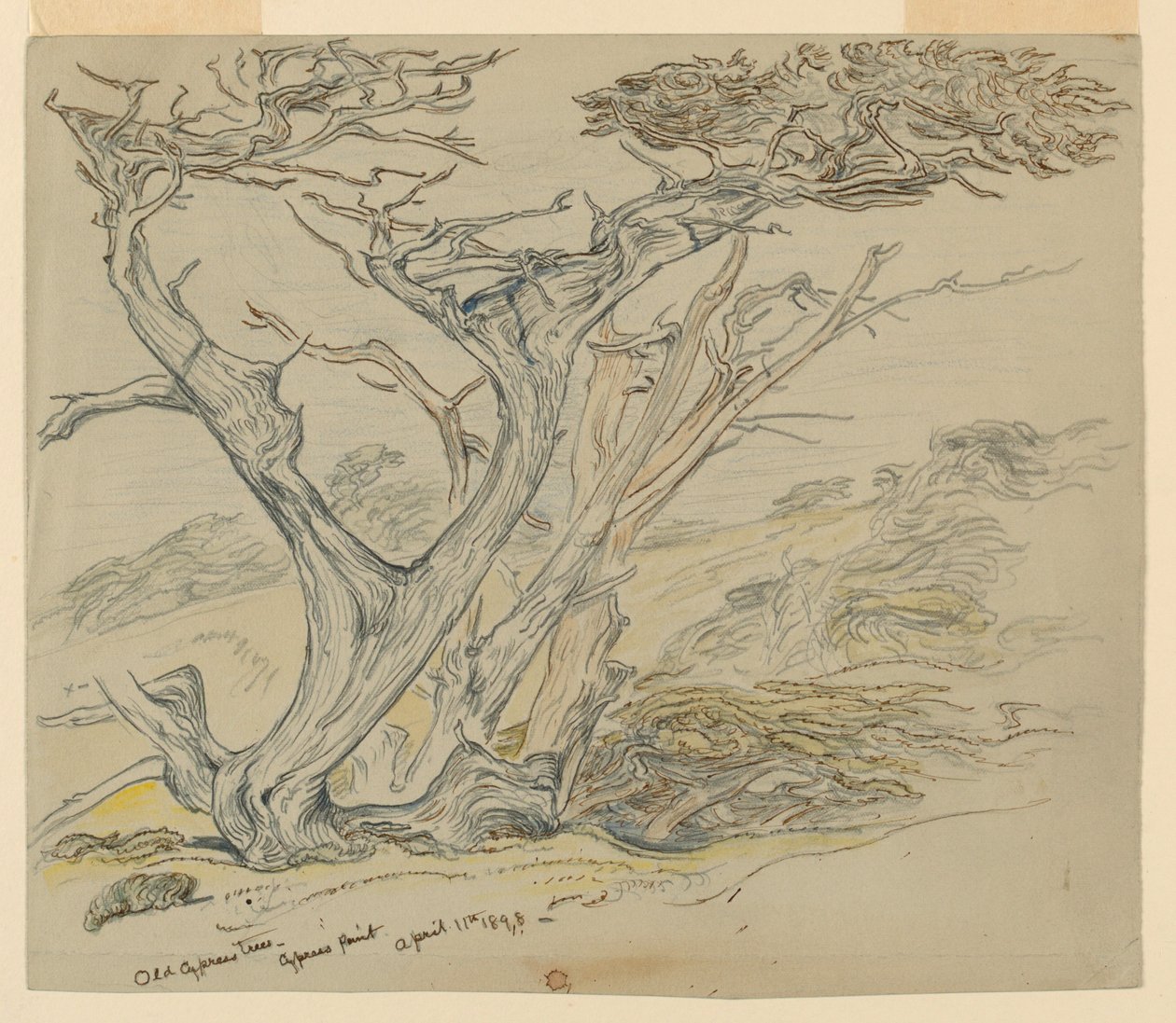 Studie av gamle sypresser, Cypress Point av Samuel Colman